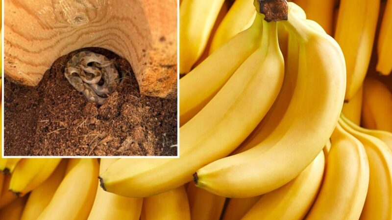 Venomous snake native to Ecuador found in New Hampshire banana shipment