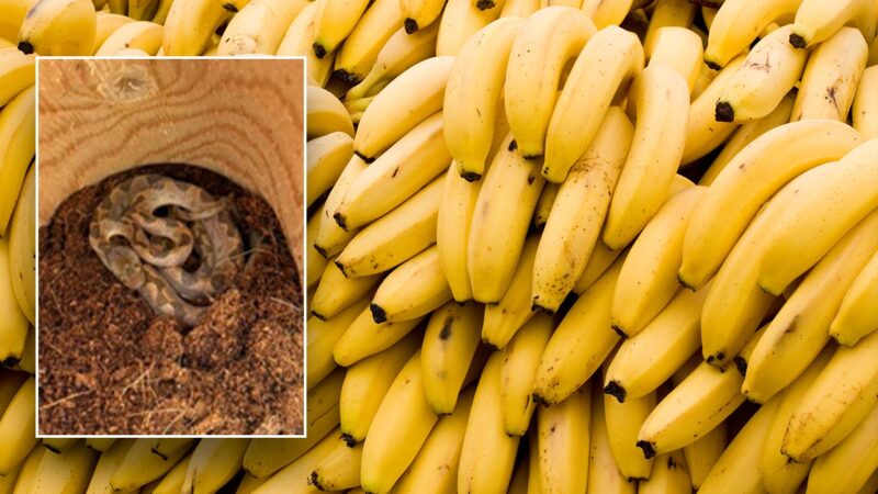 ‘Unwanted hitchhiker’ found in grocery store’s banana shipment ‘a first’