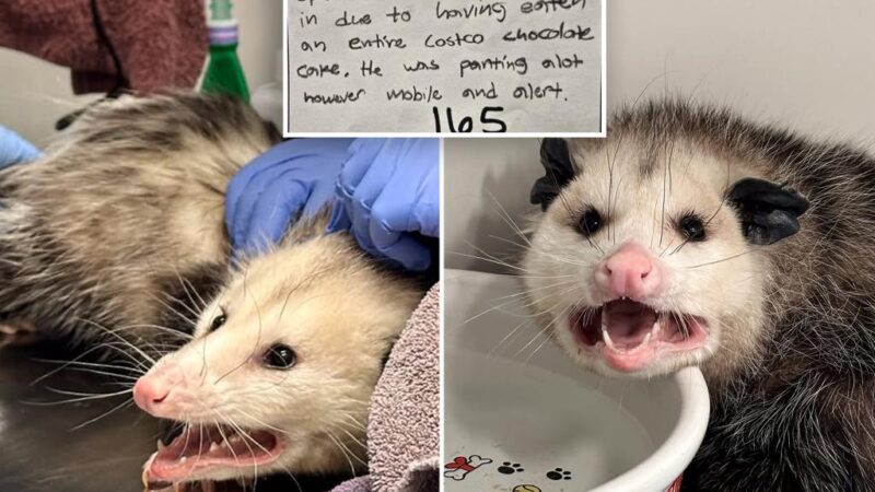 ‘Choco-holic’ opossum hospitalized after annihilating entire Costco chocolate cake