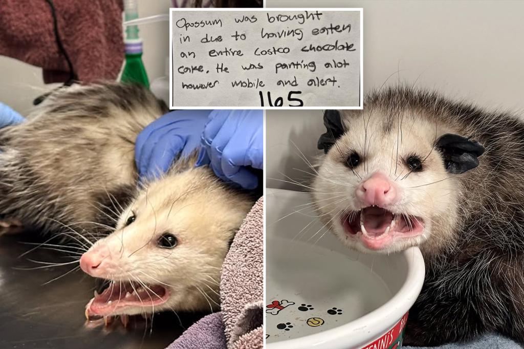 ‘Choco-holic’ opossum hospitalized after annihilating entire Costco chocolate cake