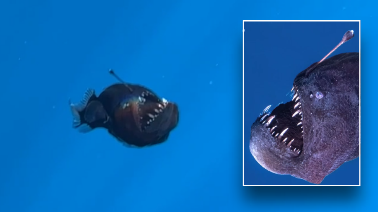 Viral anglerfish died shortly after it was spotted, Spanish marine expert says