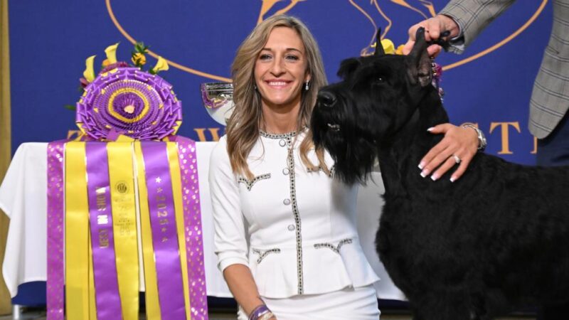 Meet the 2025 Westminster ‘Best in Show’ dog, Monty the giant schnauzer