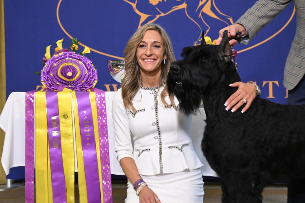 Meet the 2025 Westminster ‘Best in Show’ dog, Monty the giant schnauzer