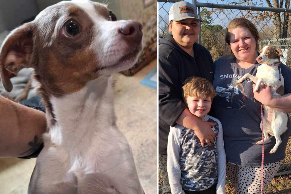 Missing dog dropped off at Alabama shelter where her owner works