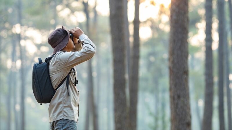 12 items to help you get into bird watching