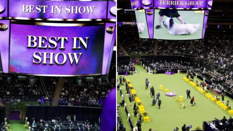 Monty, the Giant Schnauzer wins ‘Best in Show’ at 149th Westminster Dog Show