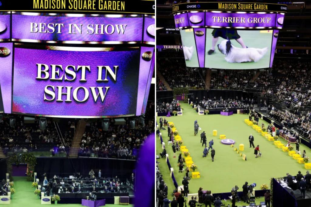 Monty, the Giant Schnauzer wins ‘Best in Show’ at 149th Westminster Dog Show