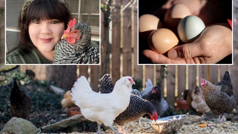 Soaring egg prices amid bird flu outbreak have Americans interested in backyard chickens