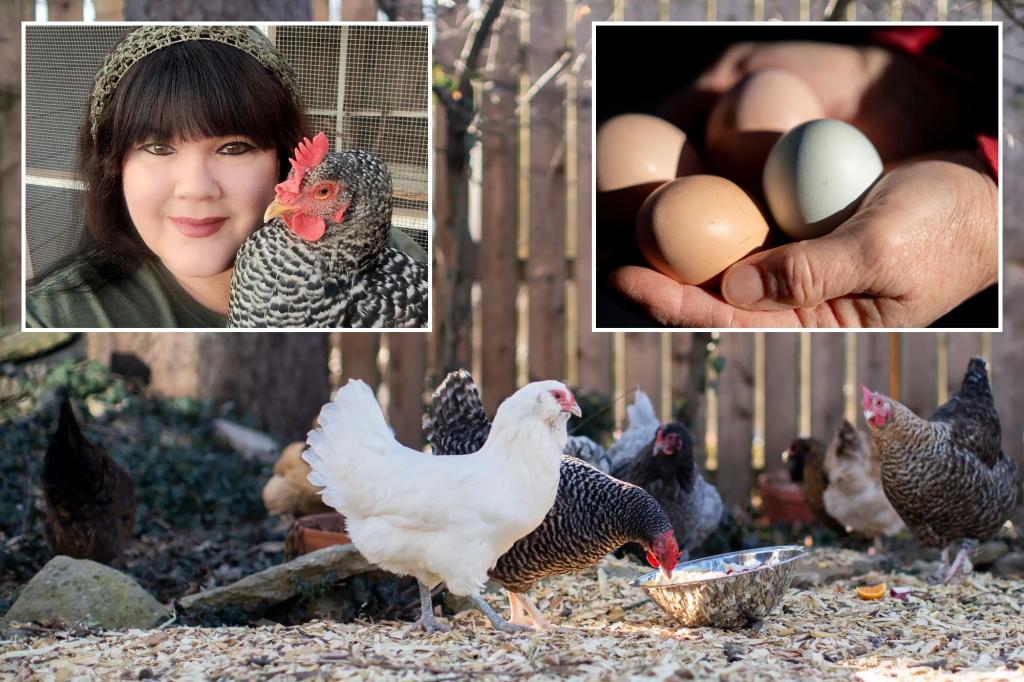 Soaring egg prices amid bird flu outbreak have Americans interested in backyard chickens