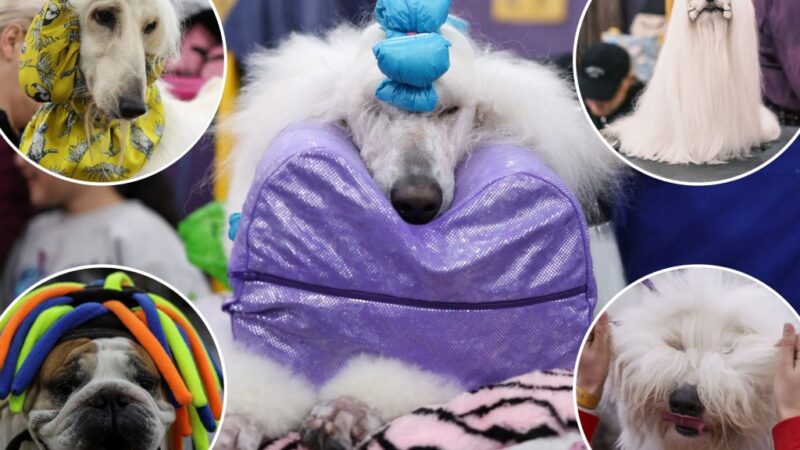 Pampered pups strut into NYC for the 149th Westminster Kennel Club Dog Show: photos