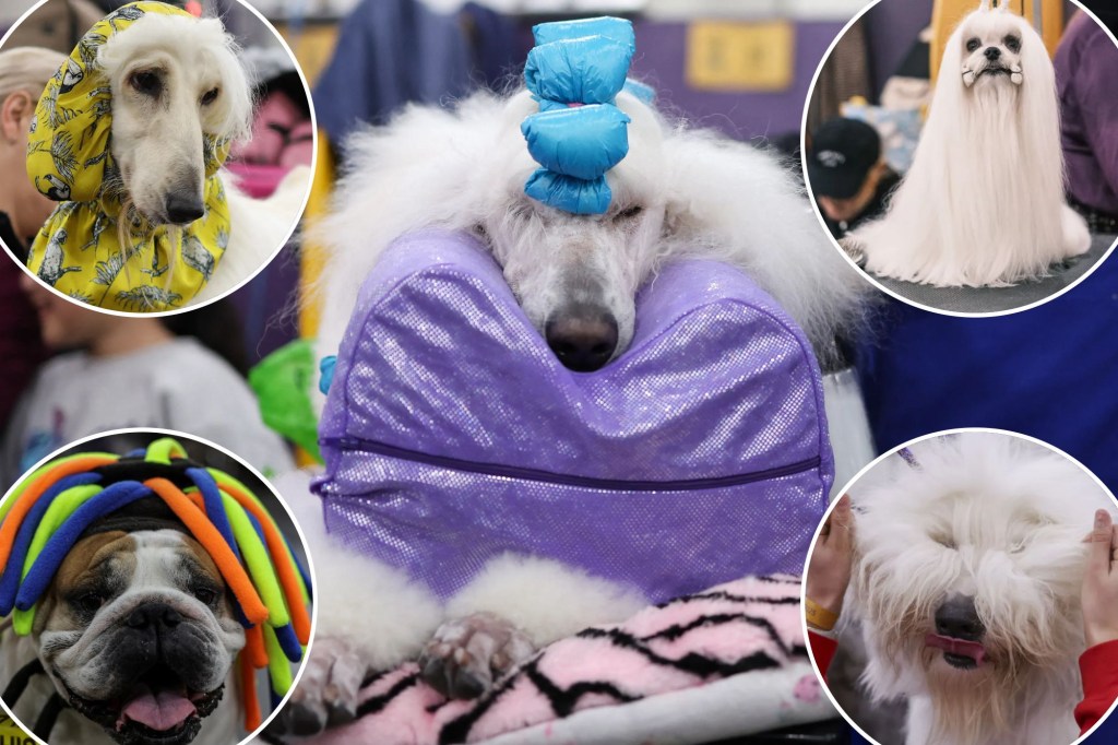 Pampered pups strut into NYC for the 149th Westminster Kennel Club Dog Show: photos