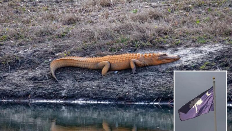 Orange alligators? SC gators emerge from winter brumation with new look