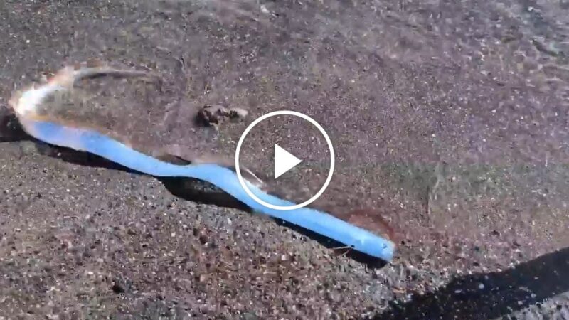 Deep-Sea Oarfish Is Spotted on Mexican Beach