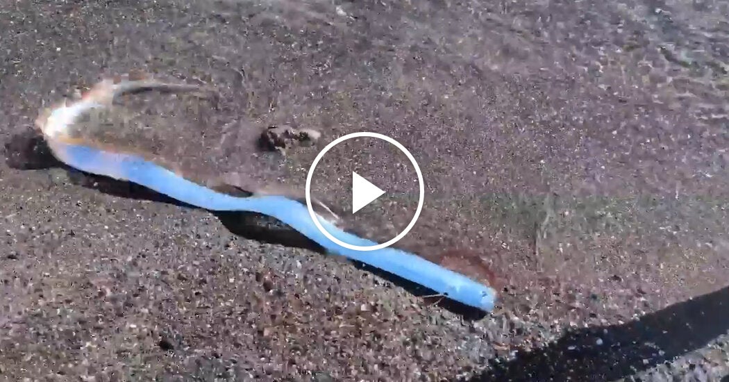 Deep-Sea Oarfish Is Spotted on Mexican Beach