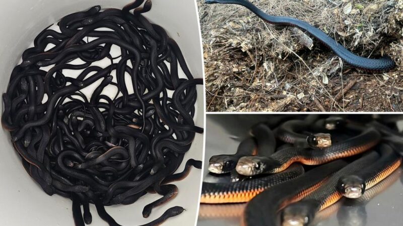 100 slithery, venomous snakes found in homeowner’s backyard: ‘I’d be moving out!’