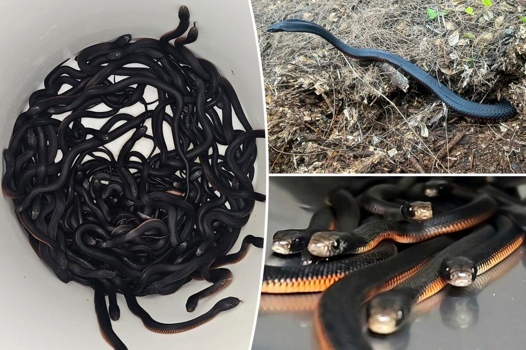 100 slithery, venomous snakes found in homeowner’s backyard: ‘I’d be moving out!’