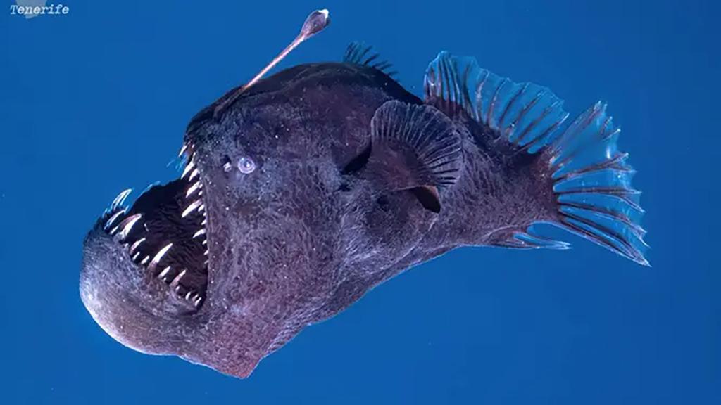 Why Gen Zs are sobbing over a viral video of an anglerfish