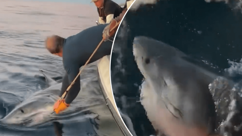 White shark named Contender is the largest ever tagged by OCEARCH (Video)