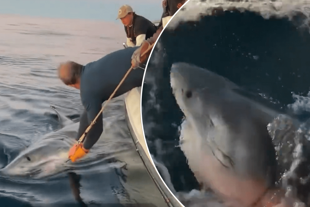 White shark named Contender is the largest ever tagged by OCEARCH (Video)