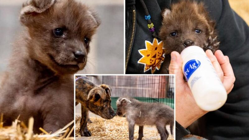 Orphaned wolf pup gains new companion in local shelter dog at a Kansas zoo