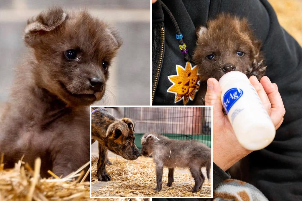 Orphaned wolf pup gains new companion in local shelter dog at a Kansas zoo